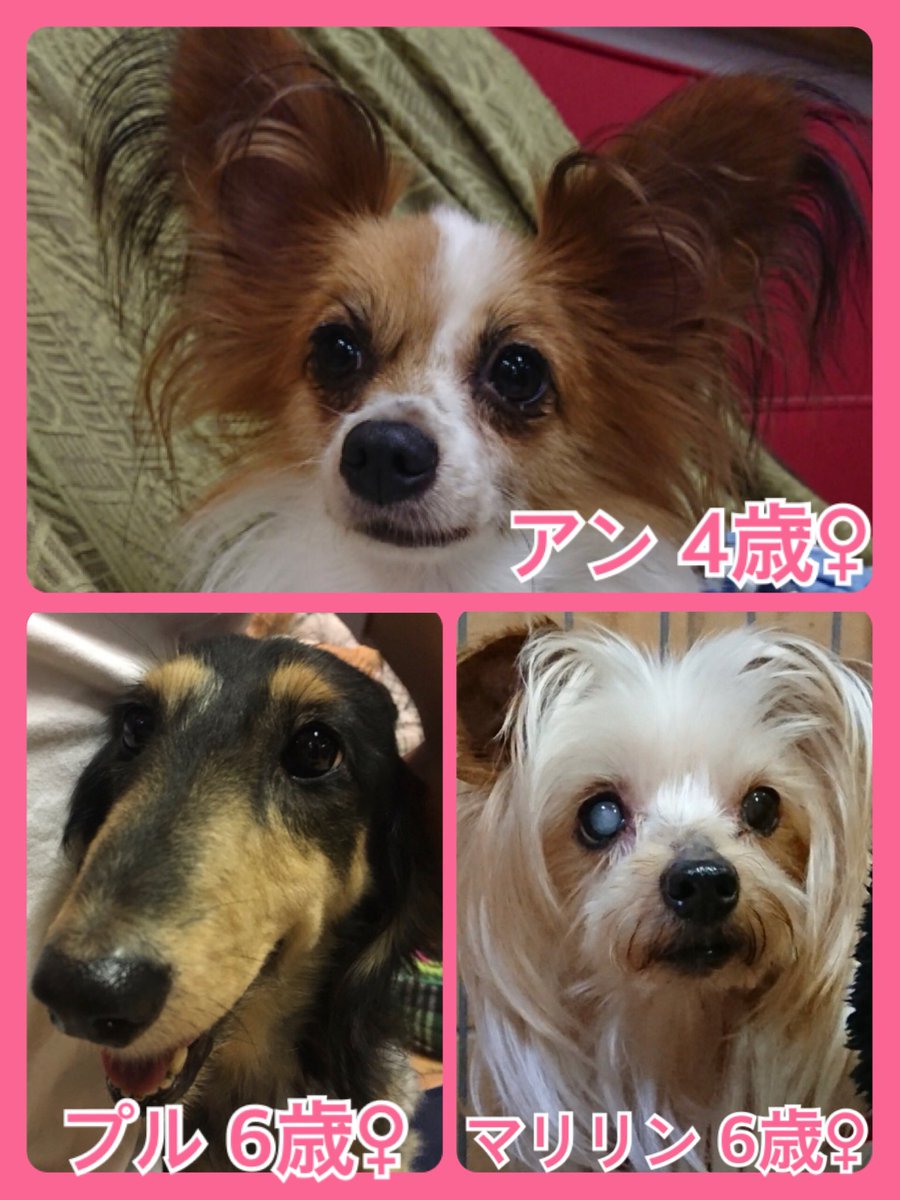 🐾今日の里親様募集中ワンコ🐶メンバーです🐾2018,10,3